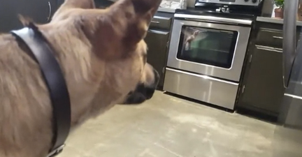 The dog and hummingbird friendship is straight out of Disney