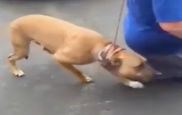 WATCH: This video of a stolen dog being reunited with its owner is too cute