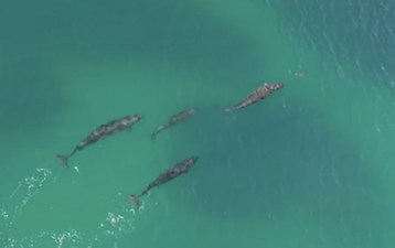 There’s a shark eating dolphin out there and we’re never getting in the water again