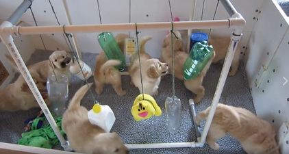 WATCH: This video shows eight golden retriever puppies having an absolute ball