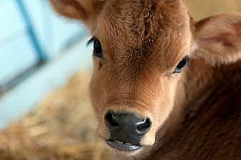 A Monaghan man had to improvise transport when he bought a calf at a mart