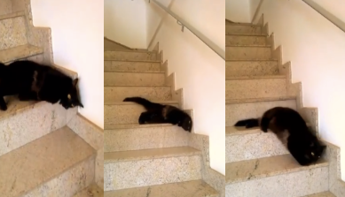 WATCH: This cat’s way of getting downstairs is very strange