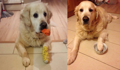 This picture of an injured dog reveals a common problem