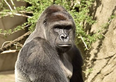 Gorilla shot dead after grabbing child in zoo enclosure