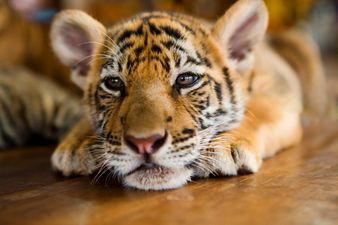40 dead tiger cubs found at Thailand’s Tiger Temple