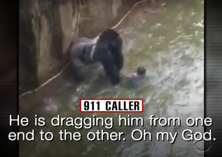 Panicked 911 call from terrified mum of the boy who fell into zoo’s gorilla pit has been released