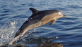 Fungie the dolphin has been injured with a deep wound