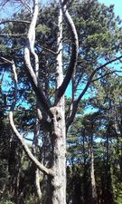 The body of a man has been discovered in a stream at a Dublin park