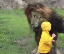 WATCH – This little boy had a very close encounter with a lion in a Tokyo Zoo