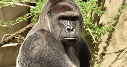 Mother of the child who fell into the Cincinnati Zoo gorilla pit won’t face charges