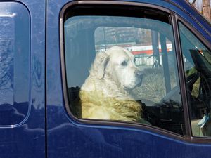 Dog left outside Bloom festival dies in overheated car