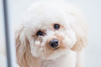 The reason dogs tilt their heads to the side at humans is the cutest thing we’ve ever heard