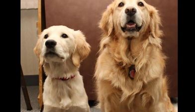 New research finds that dogs actually love everyone, and we’re bawling crying