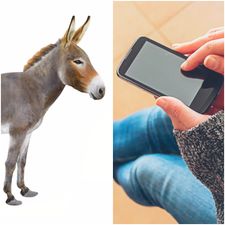 Irish Mammy eats the head off her son about his donkey