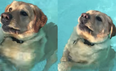 Swimming dog realising he can stand in a pool is too wonderful for the Internet to deal with