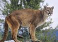 Mother rescues 5-year-old son from mountain lion in a terrifying ordeal