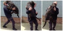 These police dogs being reunited with their handler will make you believe in happiness