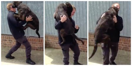 These police dogs being reunited with their handler will make you believe in happiness