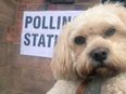 People in the UK are bringing puppies to polling stations and it’s too much cuteness