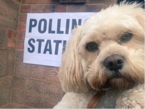 People in the UK are bringing puppies to polling stations and it’s too much cuteness