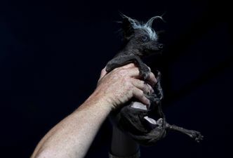 This is Sweepee Rambo, officially the world’s ugliest dog