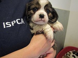 These insanely cute puppies need homes after being rescued from a ferry port in Scotland