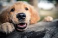 Make a minute for 9 of the cutest dog videos on the internet