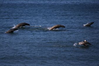 Baby seal put down after woman took it home in plastic bag