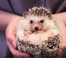 In need of a job? This town is looking for someone to care for hedgehogs