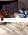 This family’s way of soothing their dog after fireworks has won the internet