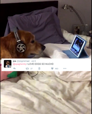 This family’s way of soothing their dog after fireworks has won the internet