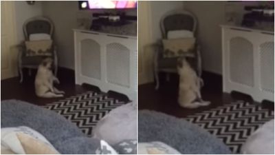 This Dublin dog dancing to Wham! is just brilliant