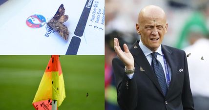 Moth infestation swarms Euro 2016 final