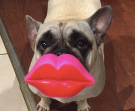 How I found out about this viral dog in the most Irish way possible