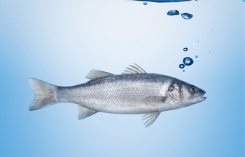 Fish Bra is a new trend and it’s as bizarre as it sounds