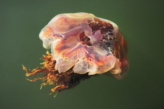 A jellyfish warning is in place for some beaches in Ireland