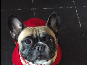 Student shares heartbreaking warning after her dog died from heatstroke