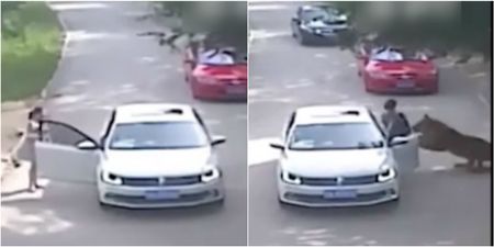 A woman was mauled to death by a tiger after leaving her car at safari park