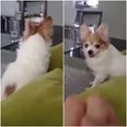 This dog REALLY doesn’t like rude gestures