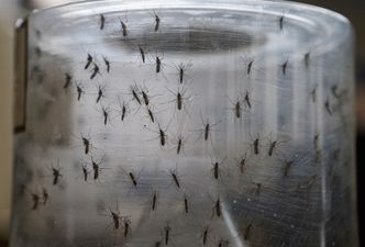 Pregnant women urged not to travel to Florida after Zika cases detected