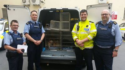 Gardaí rescue puppies locked in the boot of a car at Dublin Port