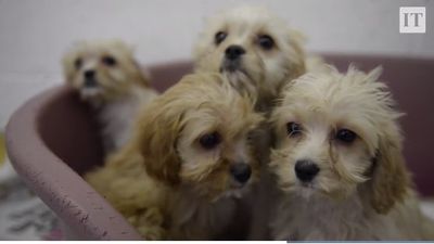 Mass produced Irish puppies with serious health problems are being sold in the UK