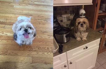 People are finding this doggy haircut gone wrong absolutely hilarious