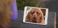 You can finally Skype your pets thanks to this new gadget