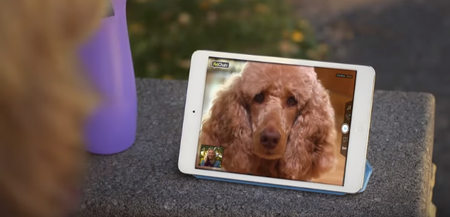 You can finally Skype your pets thanks to this new gadget