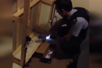 Gardai called to a man’s Dublin apartment because a 30 inch snake was on the loose