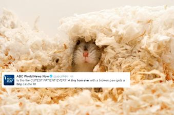 A tiny hamster broke his arm and got a cast put on it, now the internet absolutely adores him