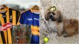 One Irish dog is more than ready for today’s All-Ireland final