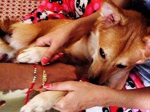 Indian woman chooses her dog over an arranged marriage