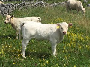 Here’s why Google street view is blurring cows faces